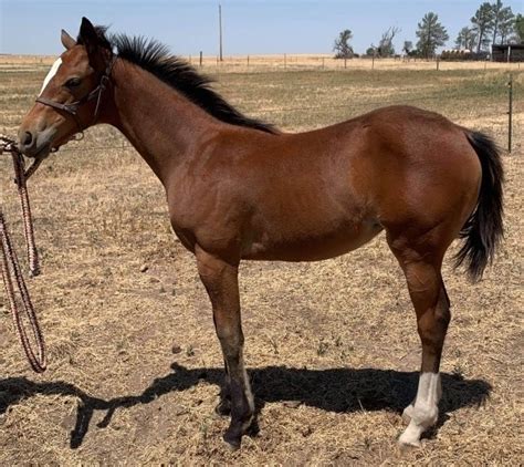He&39;s one of the best breeders you. . Horses for sale arkansas